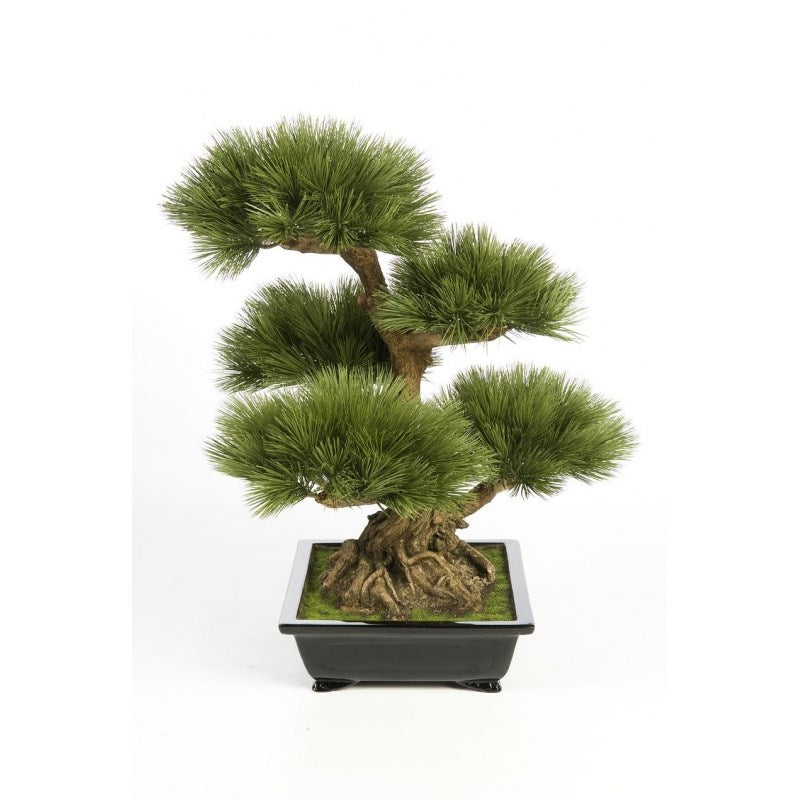 Pinus Bonsai inclusief pot (60cm)