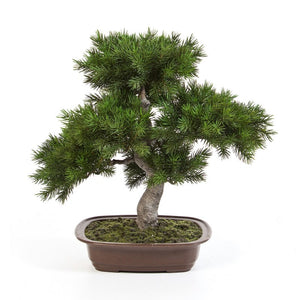Pine Bonsai inclusief bruine pot (48cm)