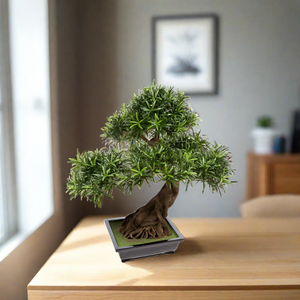 Podocarpus Bonsai inclusief pot (80cm)