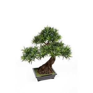 Podocarpus Bonsai inclusief pot (80cm)