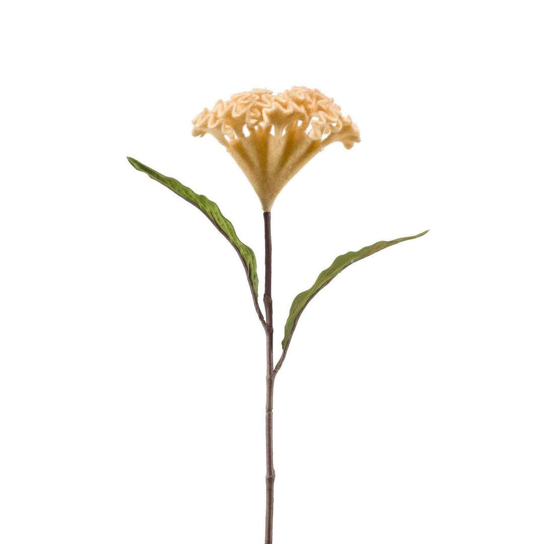 Celosia velvet beige 62cm - Lievelingshop