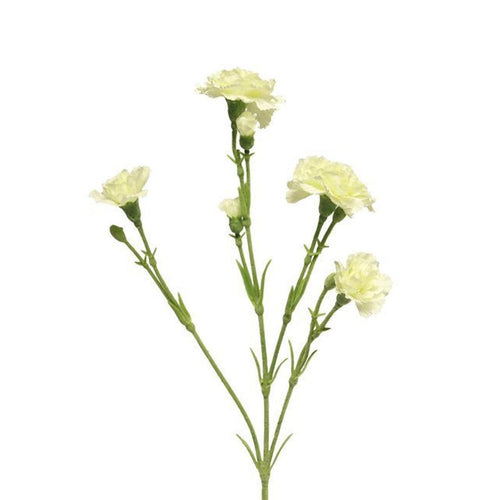 Dianthus charly creme 62cm - Lievelingshop