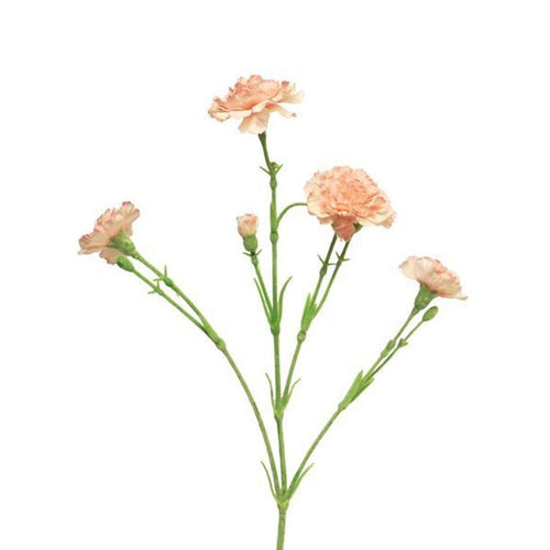 Dianthus charly roze 62cm - Lievelingshop