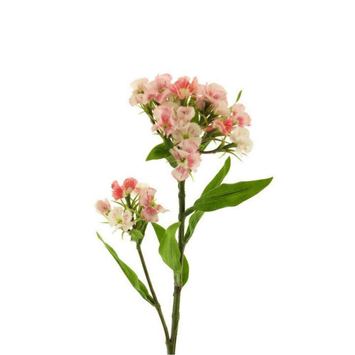 Dianthus roze 60cm - Lievelingshop