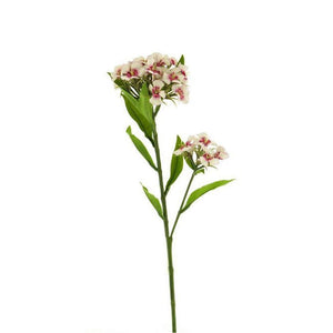 Dianthus white fuchsia 60cm - Lievelingshop