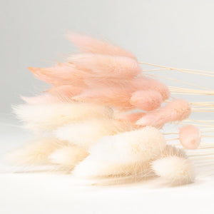 Large set Lagurus (Bunny tails) Mix Roze - Lievelingshop