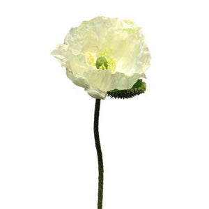 Papaver nudicaule cream open flower 70cm - Lievelingshop